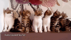 可爱猫咪的动作视频拍摄技巧介绍_摄影教程_网页
